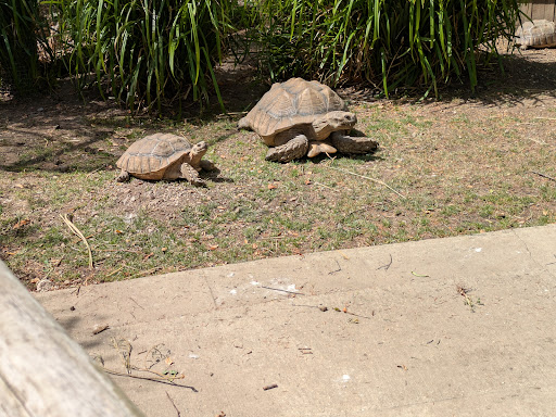 Lincolnshire Wildlife Park 20250808 165721 007