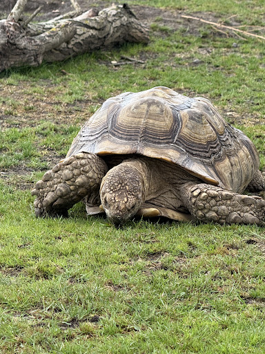 Lincolnshire Wildlife Park 20250808 165729 016