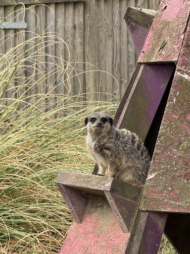 Lincolnshire Wildlife Park 20250808 165730 017