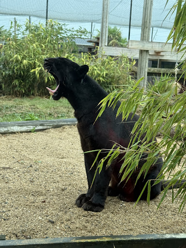 Lincolnshire Wildlife Park 20250808 165730 018