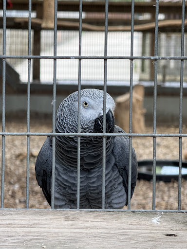 Lincolnshire Wildlife Park 20250808 165732 020