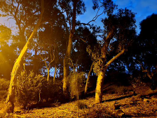 Linear Park Windsor Grove Playground 20250824 013951 003