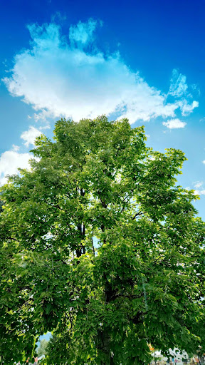 Livingston Parks Recreation 20250727 083653 002