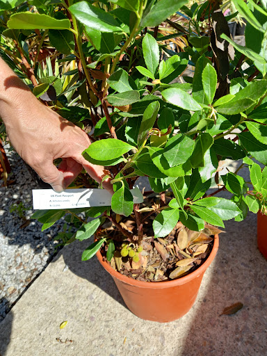 Longcombe Cross Garden Centre 20250808 203240 009