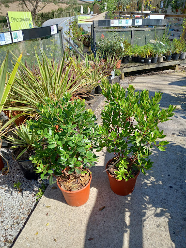 Longcombe Cross Garden Centre 20250808 203240 010