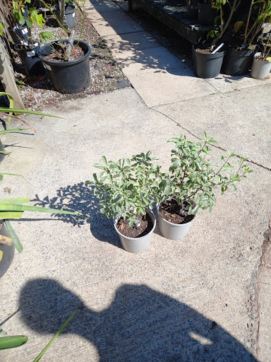 Longcombe Cross Garden Centre 20250808 203241 011