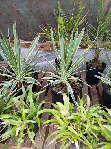 Longcombe Cross Garden Centre 20250808 203243 013