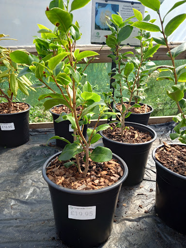 Longcombe Cross Garden Centre 20250808 203245 015