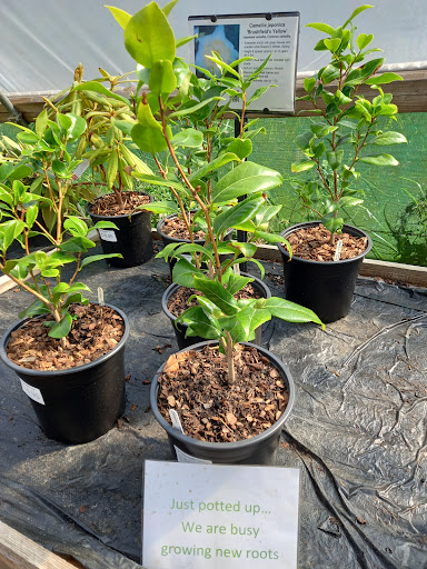 Longcombe Cross Garden Centre 20250808 203246 017