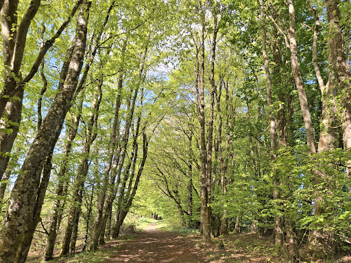 Lough Key Forest Activity Park 20250819 222621 011