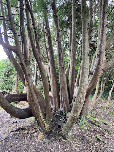 Lough Key Forest Activity Park 20250819 222623 013