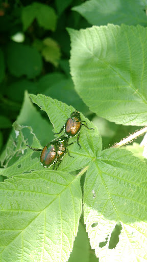 Lower Graniteville Playground 20250727 075018 015
