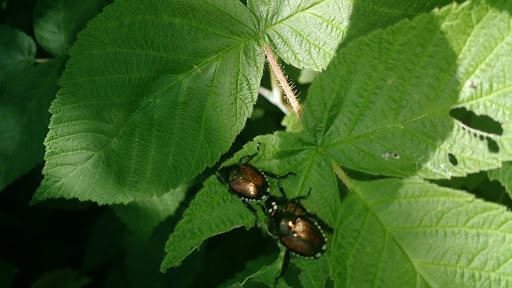 Lower Graniteville Playground 20250727 075019 016