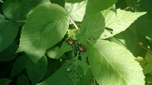 Lower Graniteville Playground 20250727 075020 017