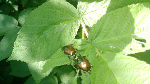 Lower Graniteville Playground 20250727 075021 019