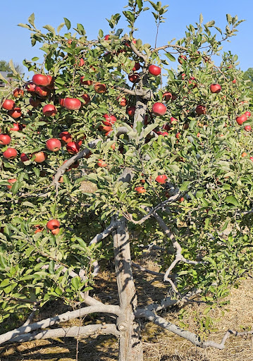 Mapleside Farms 20250727 041403 016