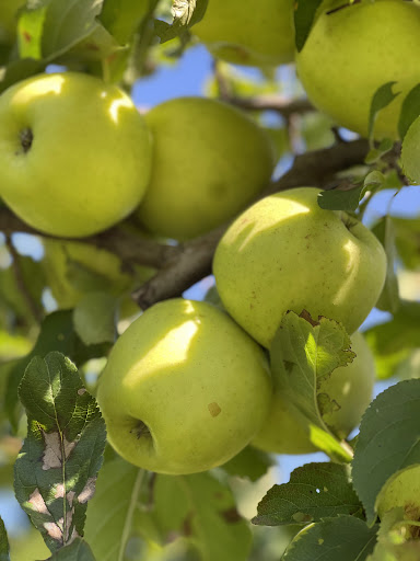 March Farm 20250727 051659 001