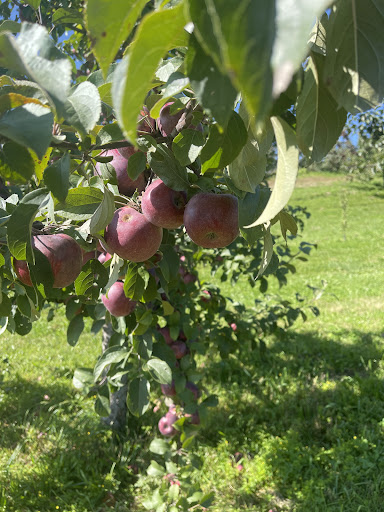 March Farm 20250727 051702 004