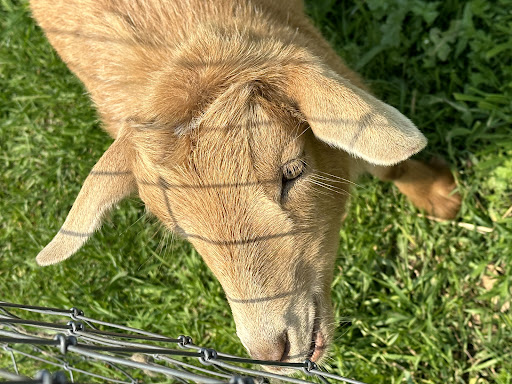 March Farm 20250727 051705 008