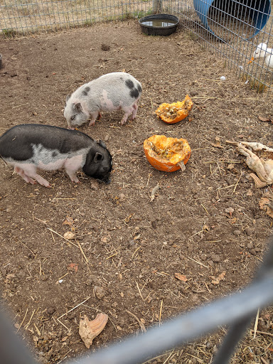 Marietta Farm 20250726 235555 003