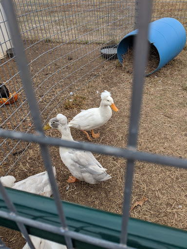 Marietta Farm 20250726 235556 004