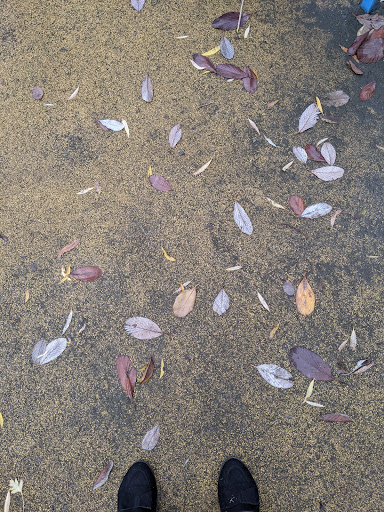 Mary MacArthur Gardens Car Park 20250808 180001 001