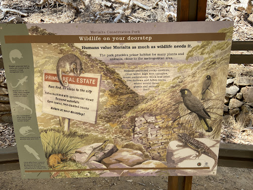 Morialta Play Tree 20250824 013519 007