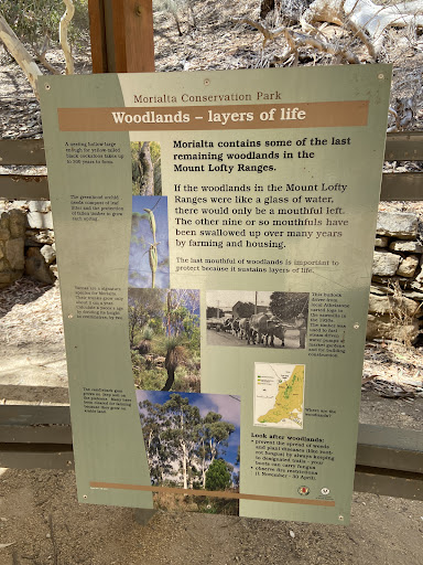 Morialta Play Tree 20250824 013520 008