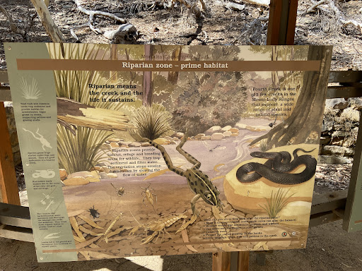 Morialta Play Tree 20250824 013520 009