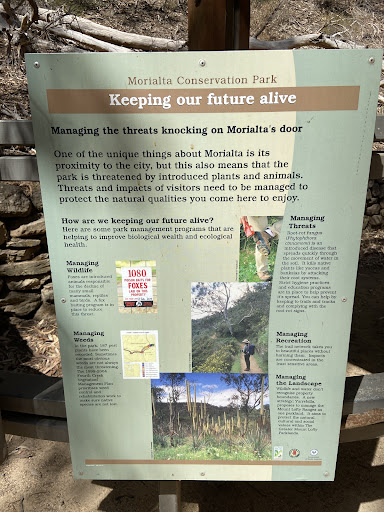 Morialta Play Tree 20250824 013522 011