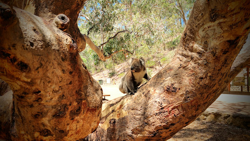 Morialta Play Tree 20250824 013523 012