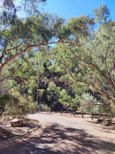 Morialta Play Tree 20250824 013526 016