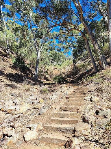 Morialta Play Tree 20250824 013528 018