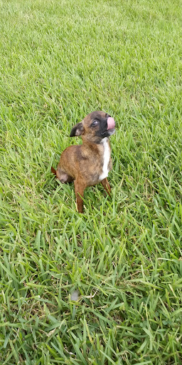 Morris FX Jeff Sr Park 20250726 180704 001