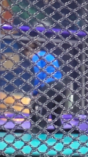 My LiL Town Eagle Rock 20250727 114948 004