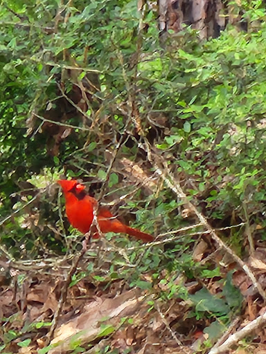 North Toledo Bend State Park 20250726 190253 001