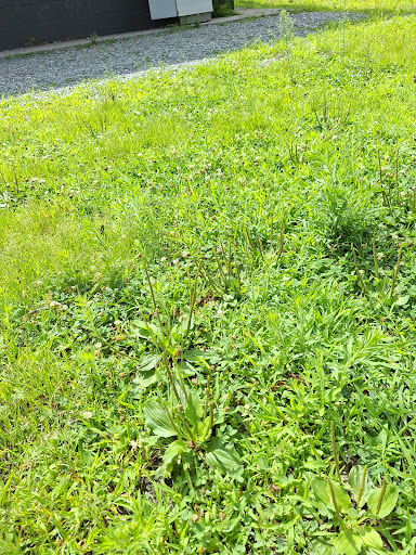 North and Middle Ward Playground 20250727 042338 004
