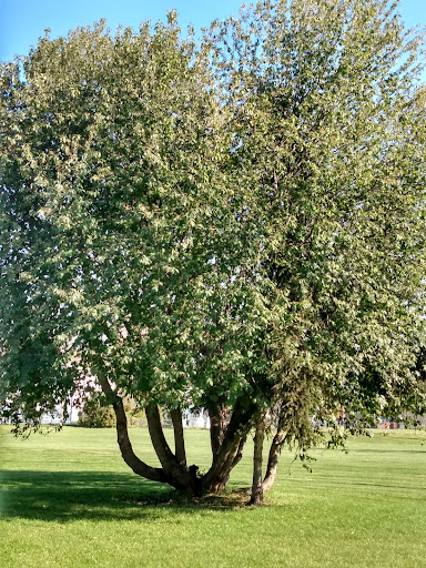 Nunaka Valley Park North 20250727 095254 010