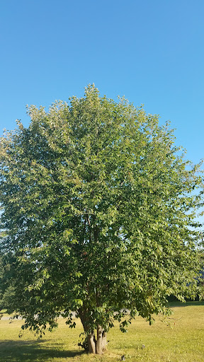 Nunaka Valley Park North 20250727 095304 019