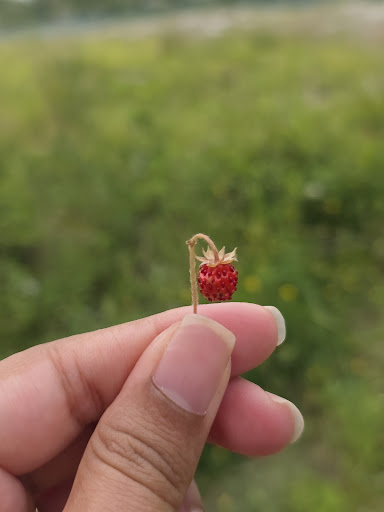 Old Kiln Lakes Playground 20250808 184908 003