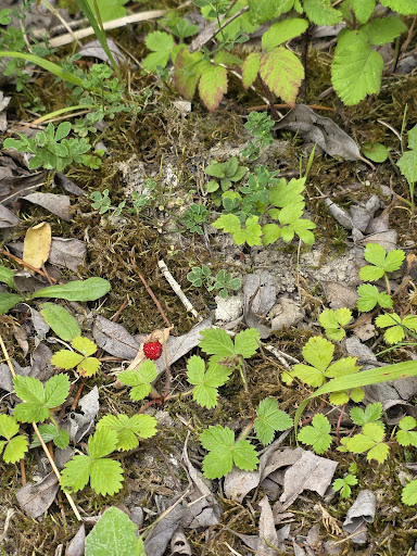 Old Kiln Lakes Playground 20250808 184909 005