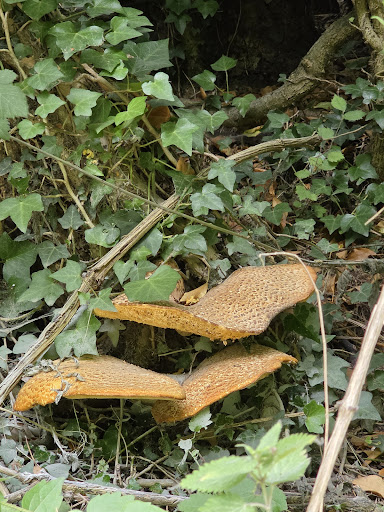 Old Kiln Lakes Playground 20250808 184915 011