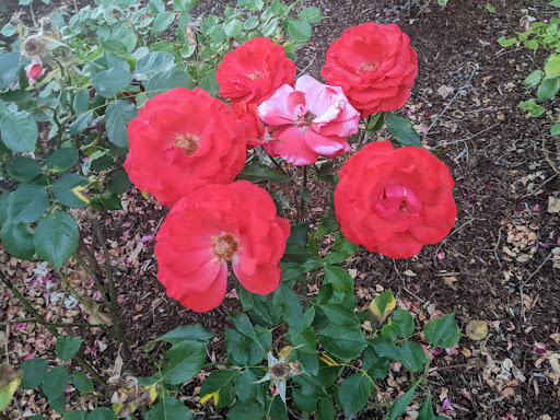 Peninsula Park Playground 20250727 104137 011