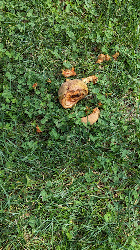 Pioneer Park 20250727 085221 010