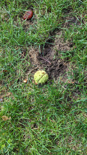 Pioneer Park 20250727 085222 011