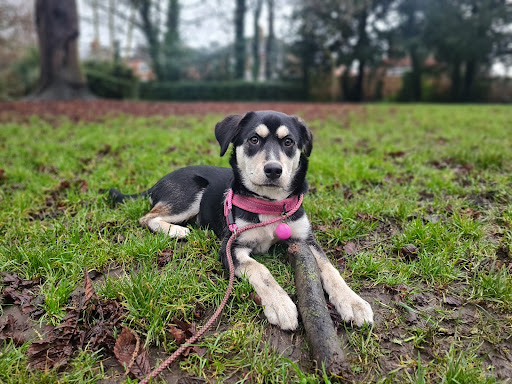 Play Park 20250808 155322 001