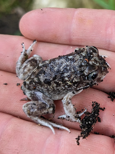 Princess Wallington Reserve 20250824 020917 004