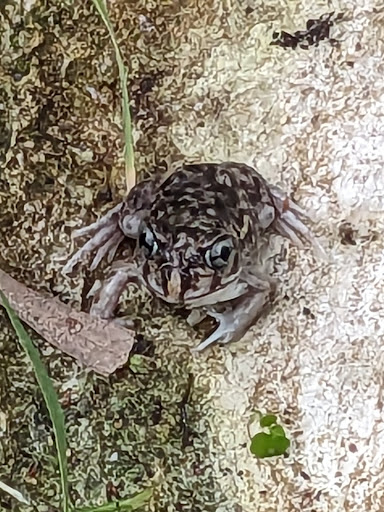 Princess Wallington Reserve 20250824 020918 005