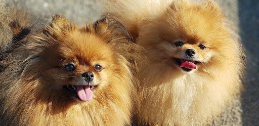 Promenade Water Fountains 20250808 160756 009