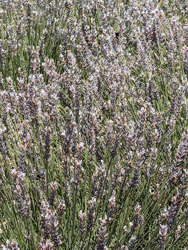 Quince Honey Farm 20250808 195849 002